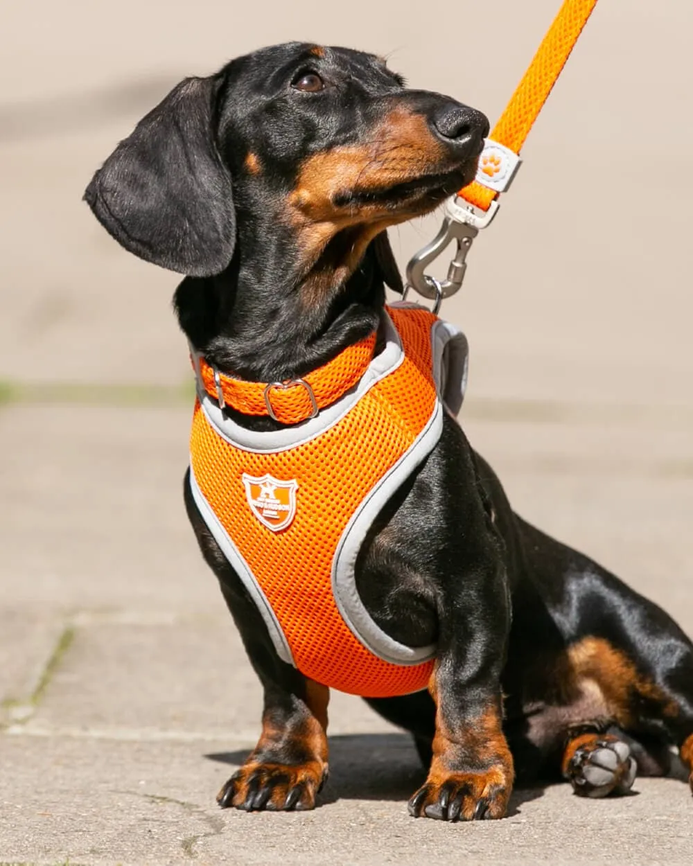 Mesh Dog Collar - Orange