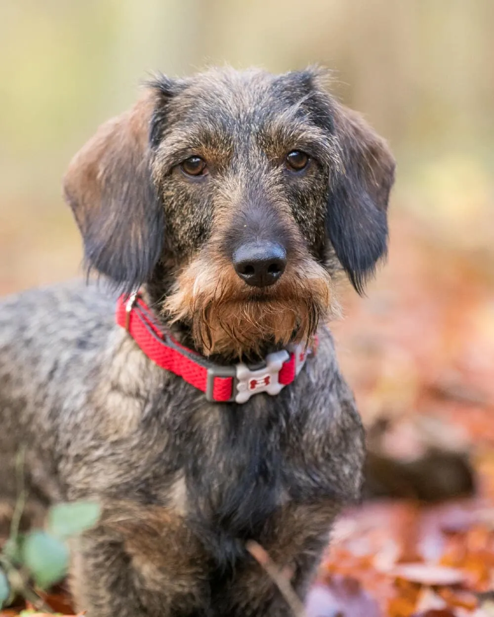 Mesh Dog Collar - Red