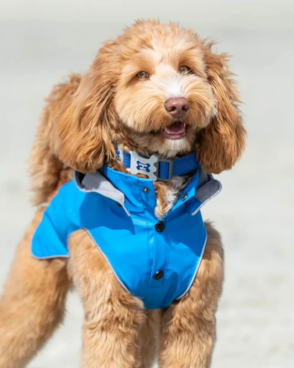 Mesh Dog Collar - Royal Blue