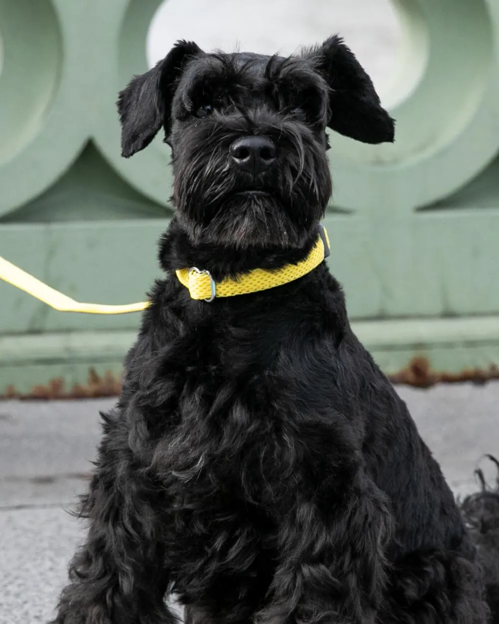 Mesh Dog Collar - Yellow